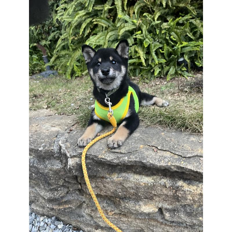 販売中の愛知県の豆柴-416155の10枚目