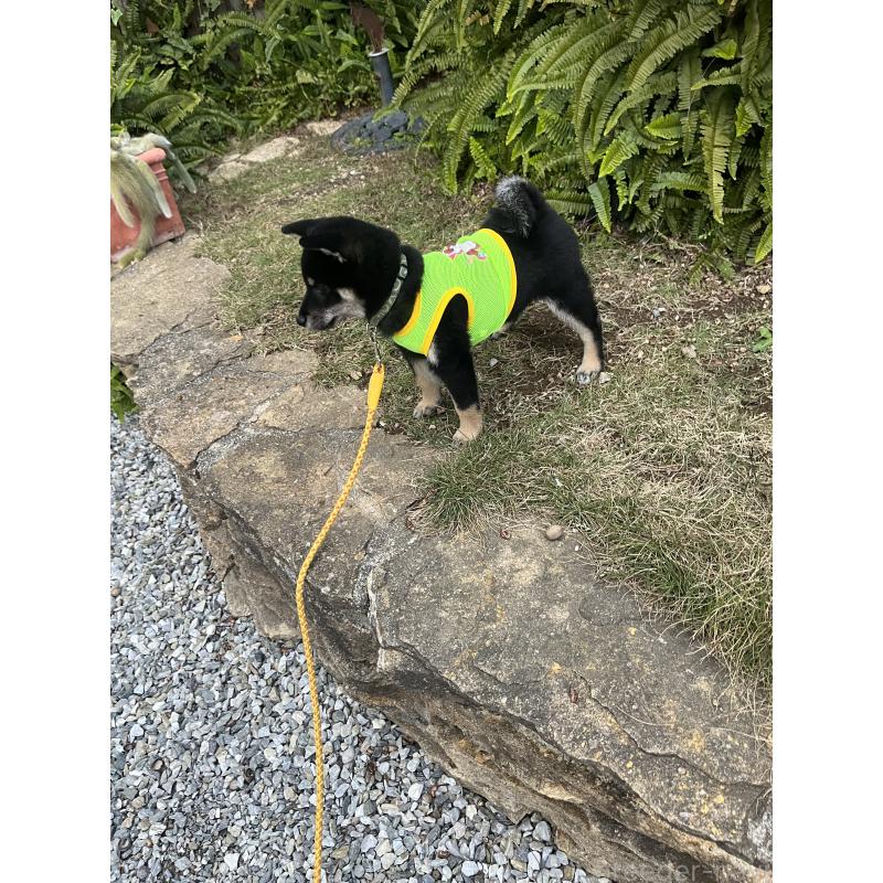 販売中の愛知県の豆柴-416155の9枚目