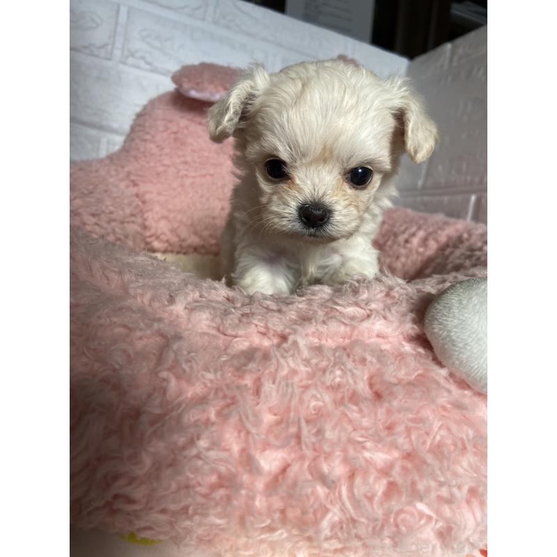 販売中の岡山県のミックス犬-430375の3枚目