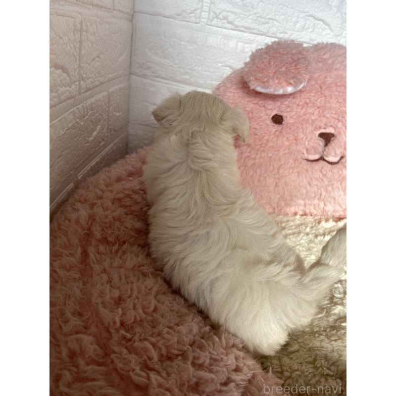 販売中の岡山県のミックス犬-430375の2枚目