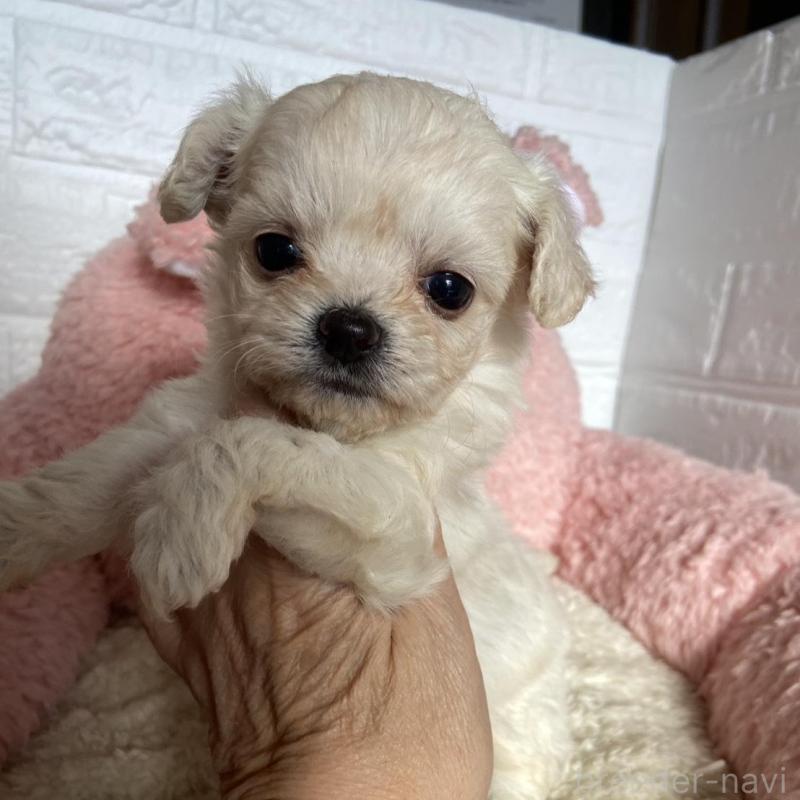 販売中の岡山県のミックス犬-430375の1枚目