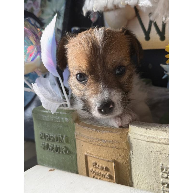 販売中の宮崎県のジャックラッセルテリア-430376の6枚目