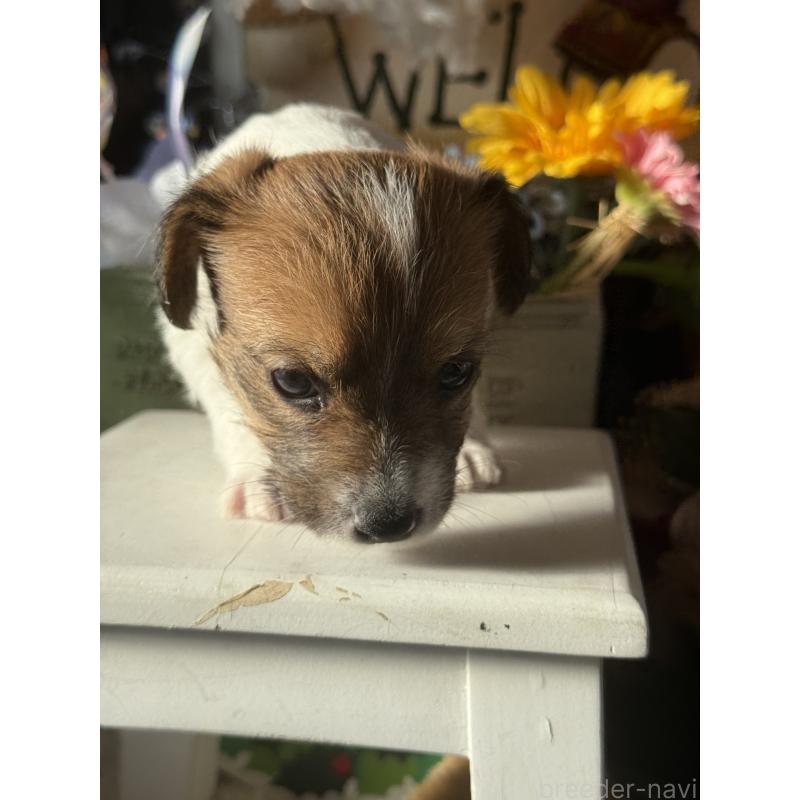 販売中の宮崎県のジャックラッセルテリア-430376の5枚目