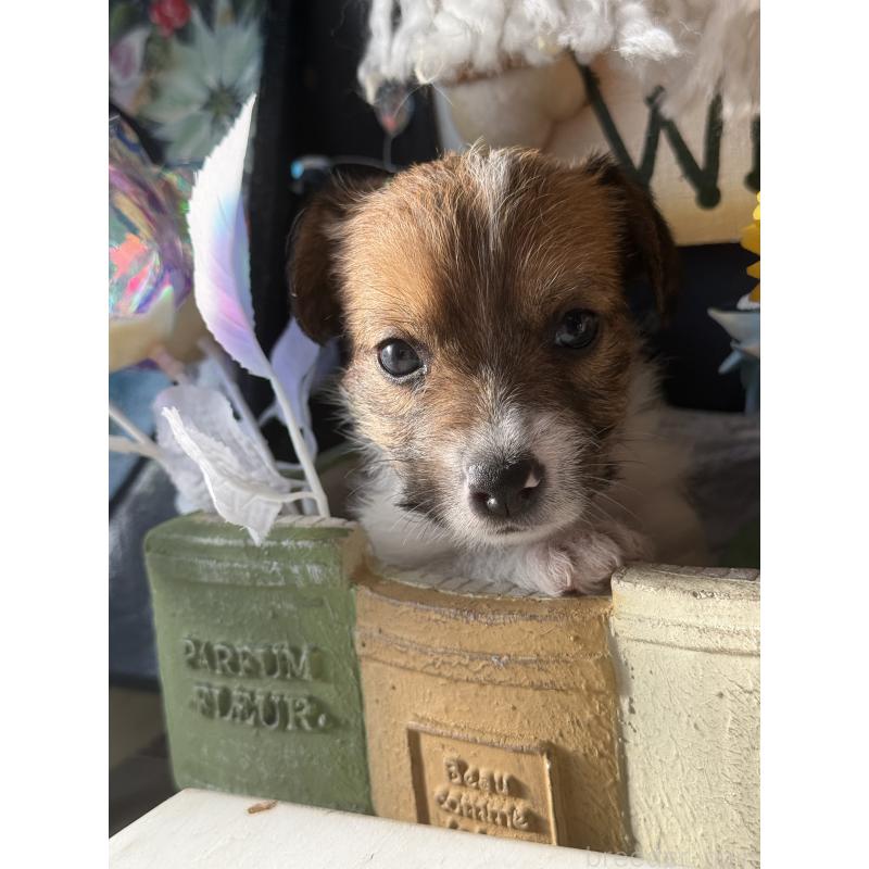 販売中の宮崎県のジャックラッセルテリア-430376の4枚目