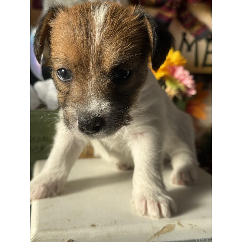 販売中の宮崎県のジャックラッセルテリア-430376の3枚目