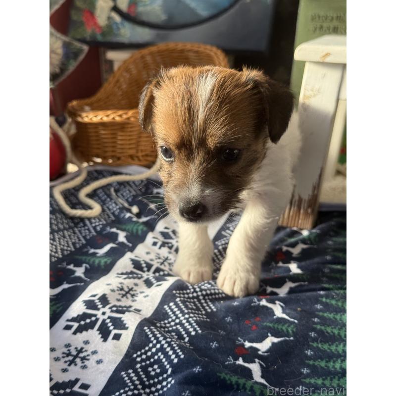 販売中の宮崎県のジャックラッセルテリア-430376の2枚目