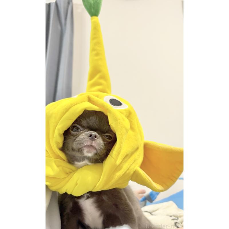 販売中の広島県のチワワ(ロングコート)-412861の4枚目