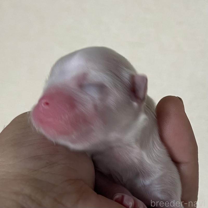 販売中の岡山県のマルチーズ-430377の4枚目