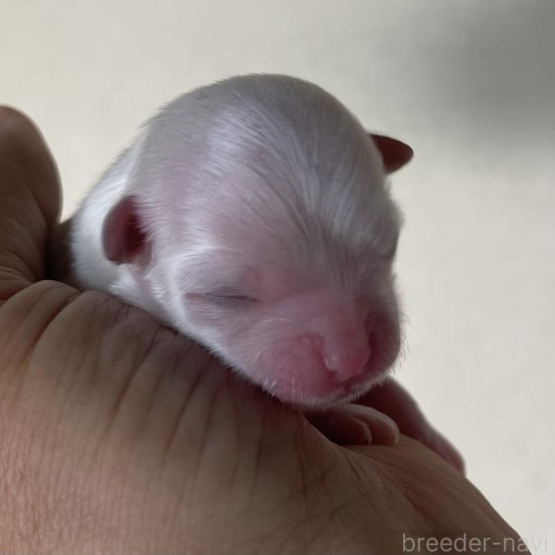 販売中の岡山県のマルチーズ-430377の3枚目