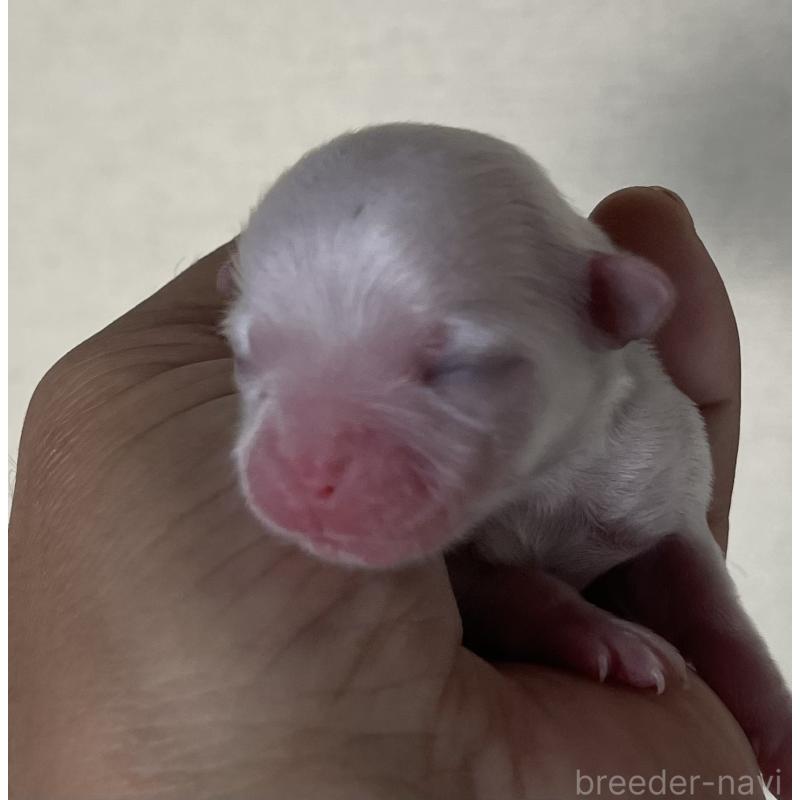 販売中の岡山県のマルチーズ-430377の2枚目