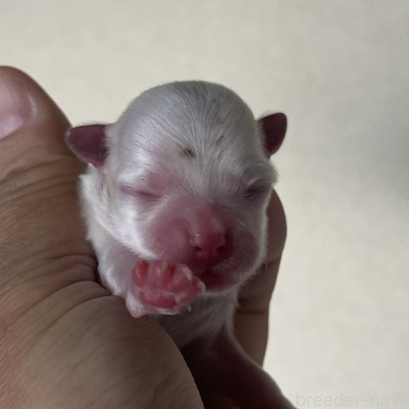 販売中の岡山県のマルチーズ-430378の6枚目