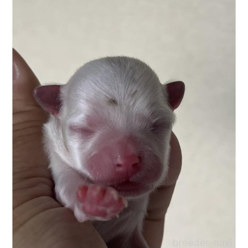 販売中の岡山県のマルチーズ-430378の5枚目