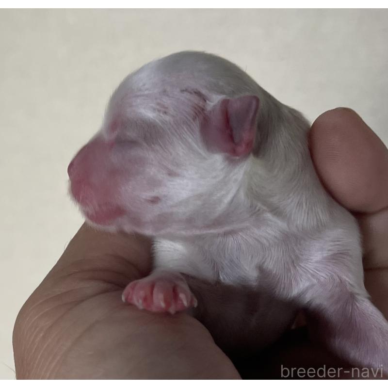 販売中の岡山県のマルチーズ-430378の3枚目