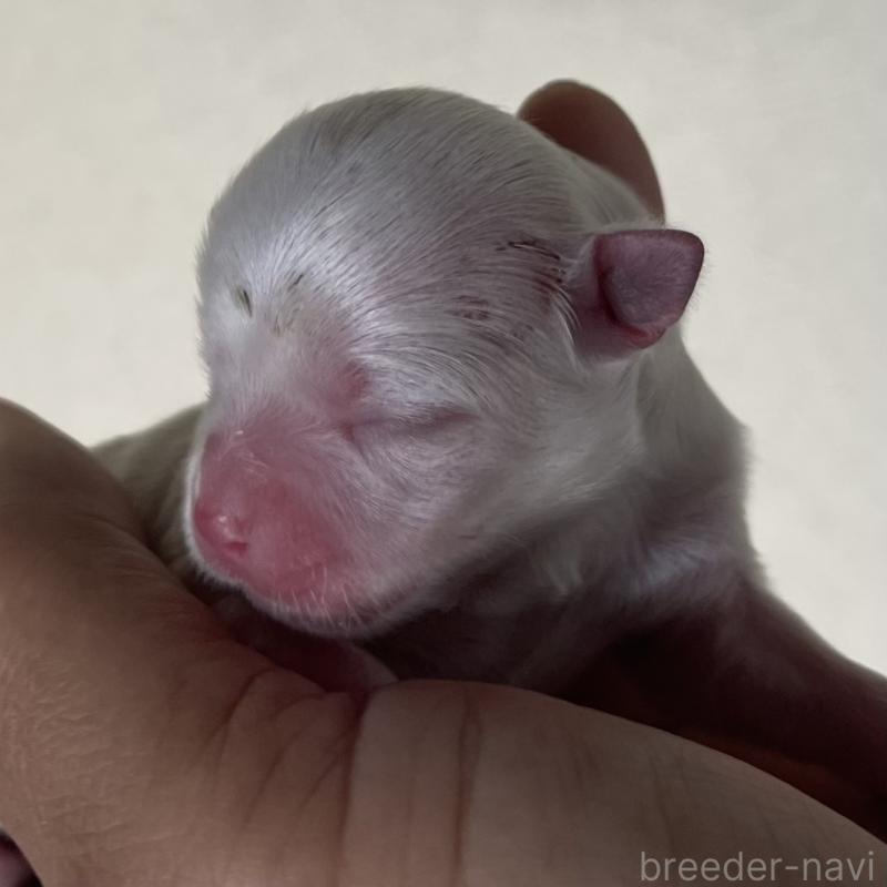 販売中の岡山県のマルチーズ-430378の2枚目