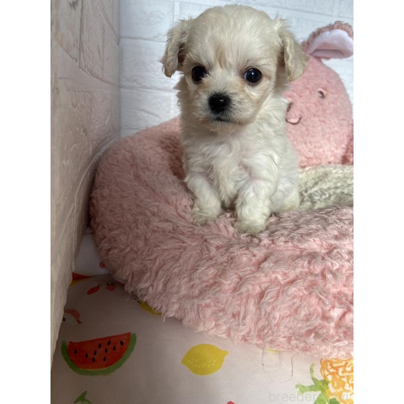 販売中の岡山県のミックス犬-430379の3枚目