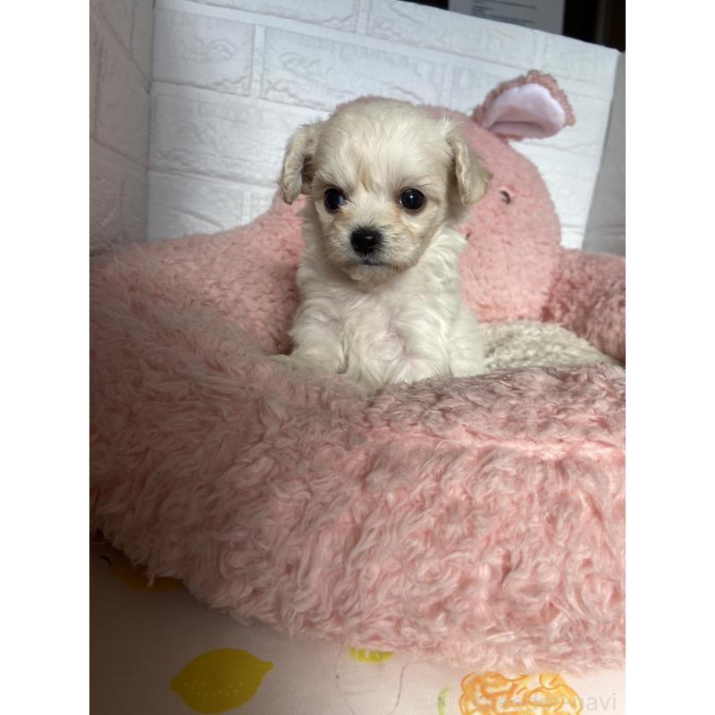 販売中の岡山県のミックス犬-430379の2枚目