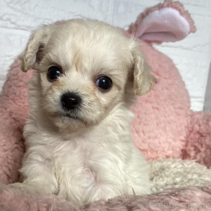 販売中の岡山県のミックス犬-430379