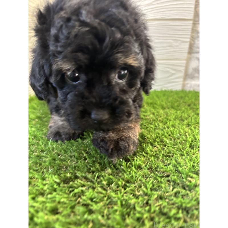 販売中の埼玉県のトイプードル-430381の6枚目