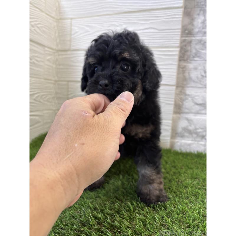 販売中の埼玉県のトイプードル-430381の5枚目