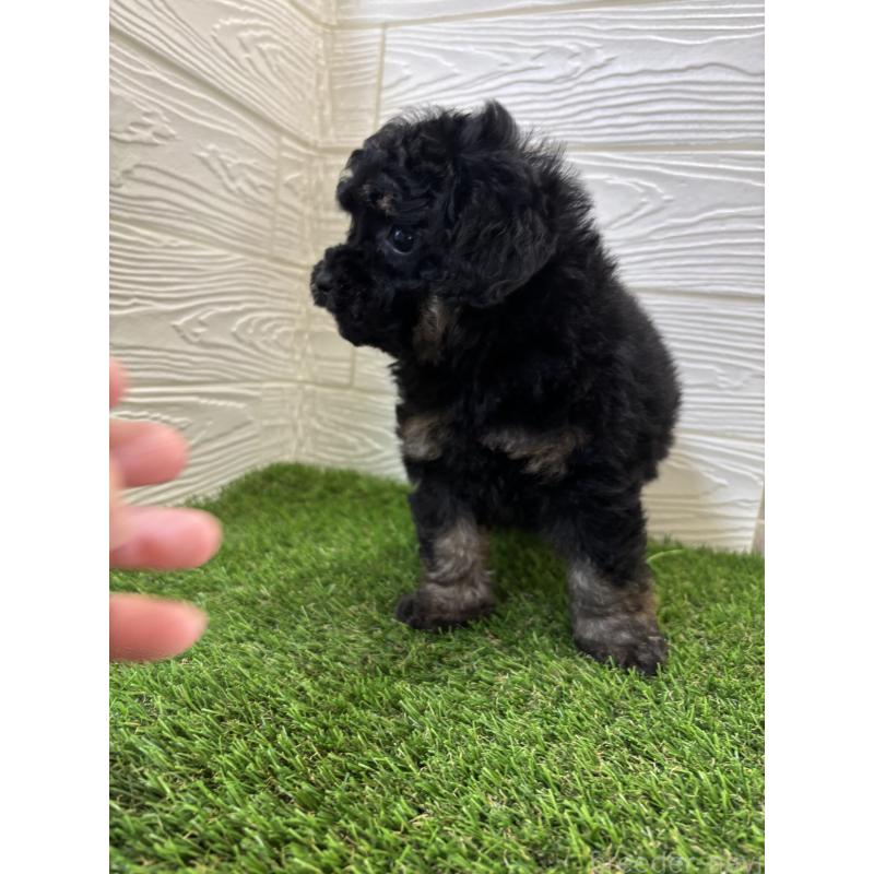 販売中の埼玉県のトイプードル-430381の4枚目