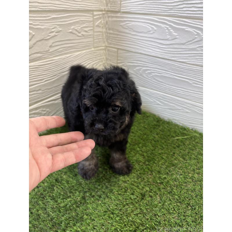 販売中の埼玉県のトイプードル-430381の3枚目