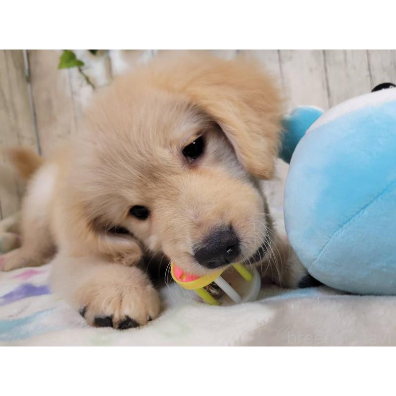 販売中の三重県のゴールデンレトリーバー-430380の5枚目