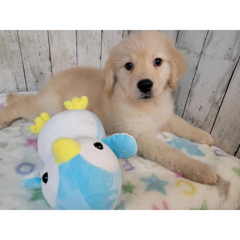 販売中の三重県のゴールデンレトリーバー-430380の4枚目