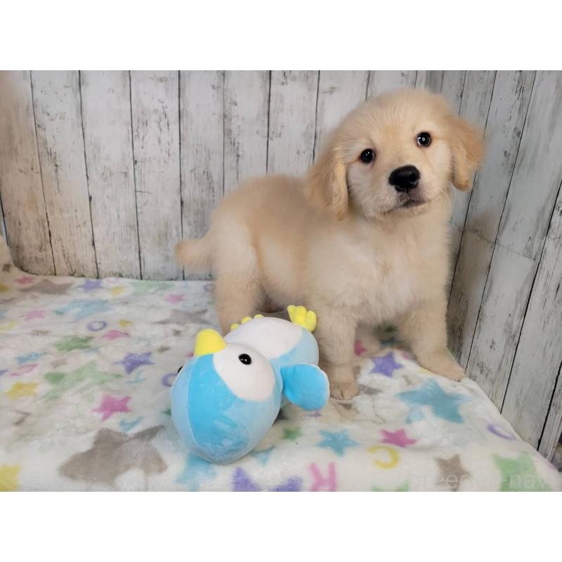 販売中の三重県のゴールデンレトリーバー-430380の3枚目