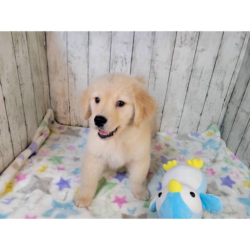 販売中の三重県のゴールデンレトリーバー-430380の2枚目