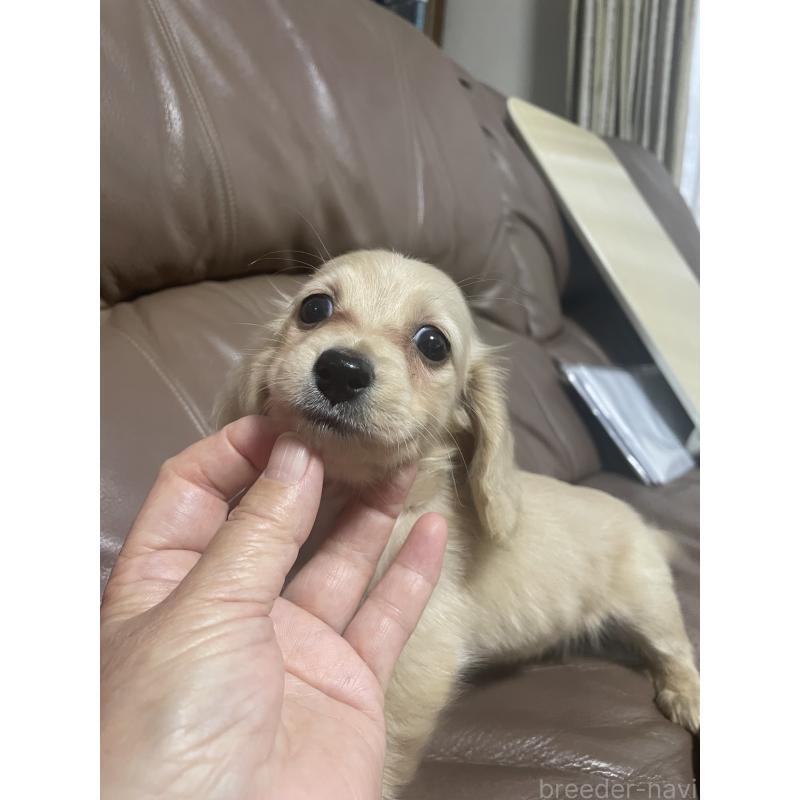 成約済の福岡県のカニンヘンダックスフンド(ロングヘアード)-394436の3枚目