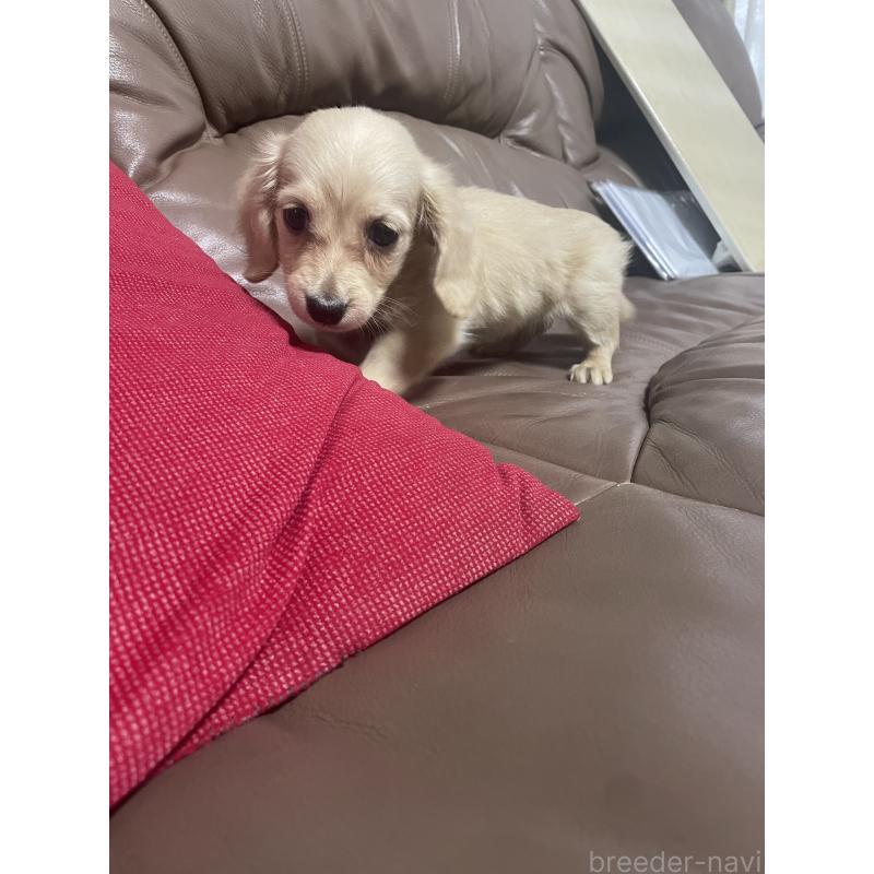 成約済の福岡県のカニンヘンダックスフンド(ロングヘアード)-394436の2枚目