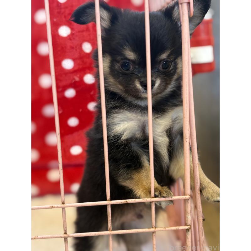 販売中の静岡県のチワワ(ロングコート)-430383の7枚目