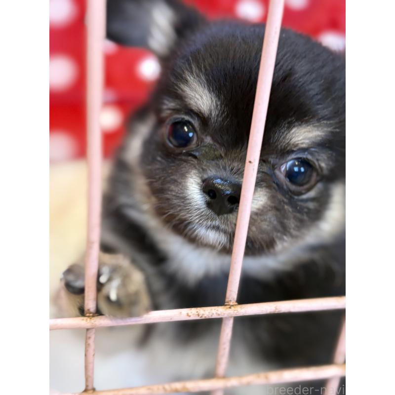 販売中の静岡県のチワワ(ロングコート)-430383の6枚目