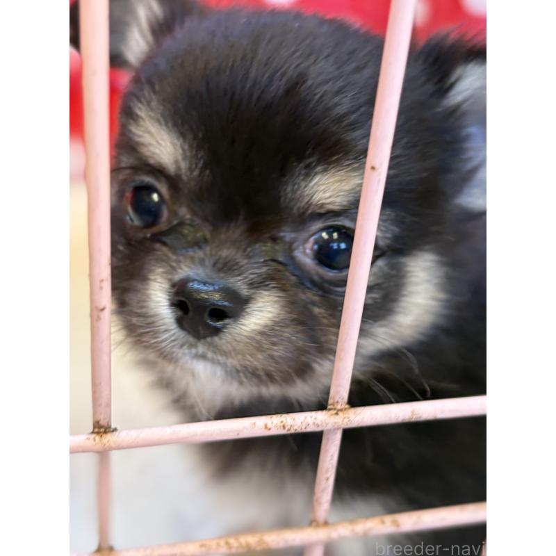 販売中の静岡県のチワワ(ロングコート)-430383の5枚目