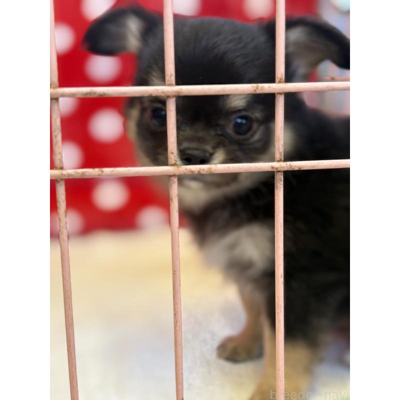 販売中の静岡県のチワワ(ロングコート)-430383の3枚目