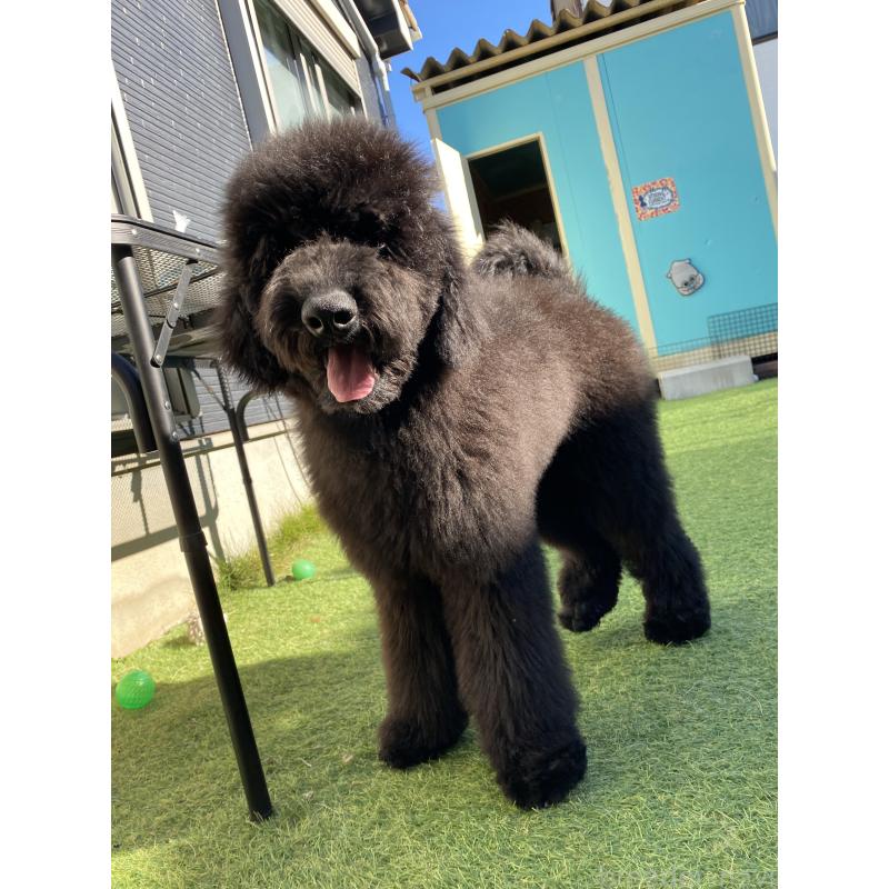 成約済の茨城県のスタンダードプードル-407422の2枚目