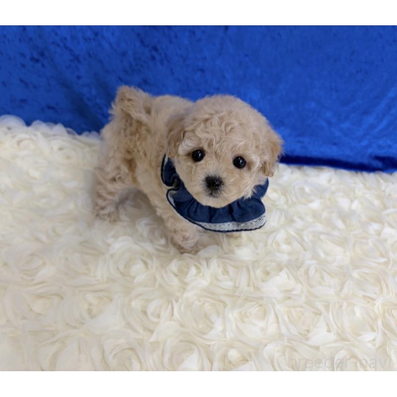 販売中の福岡県のミックス犬-430391の3枚目