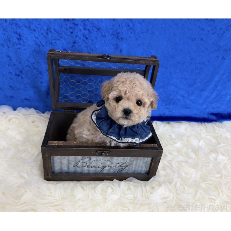 販売中の福岡県のミックス犬-430391の2枚目