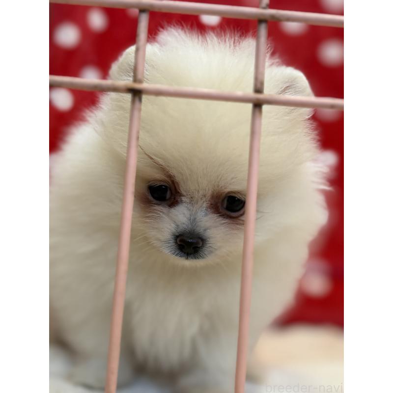 販売中の静岡県のポメラニアン-430387の11枚目