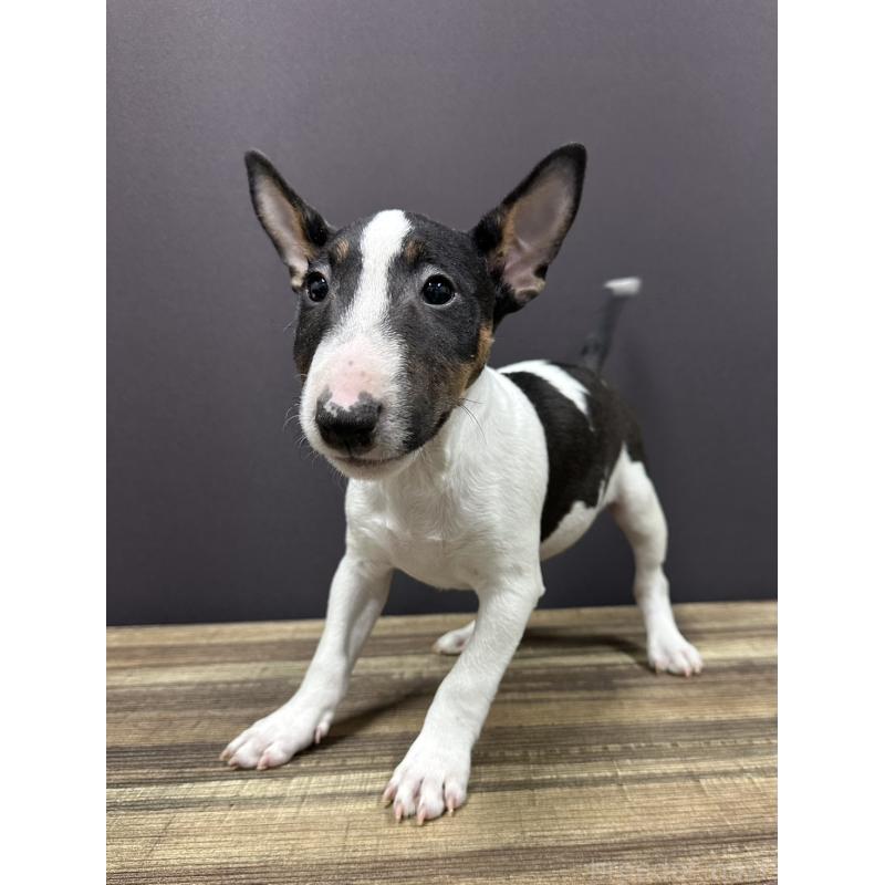 販売中の埼玉県のミニチュアブルテリア-430389の3枚目