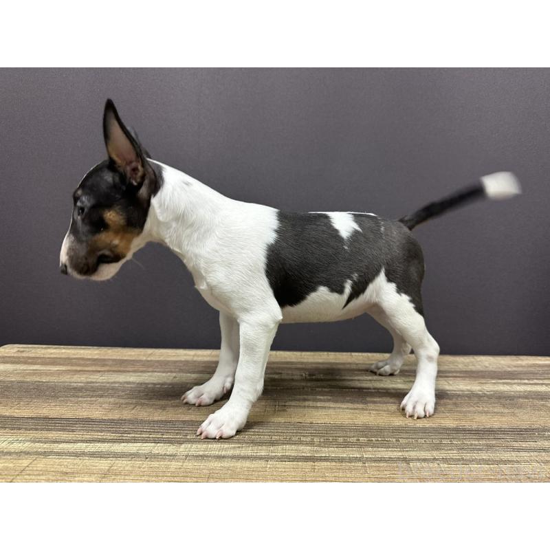 販売中の埼玉県のミニチュアブルテリア-430389の2枚目