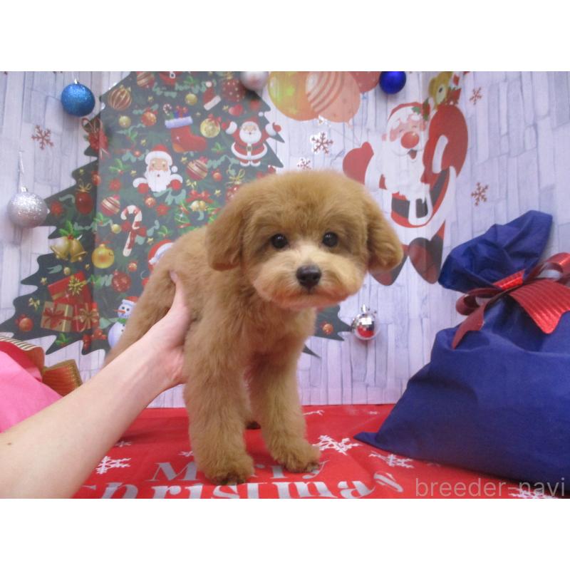 成約済の鳥取県のタイニープードル-420048の2枚目
