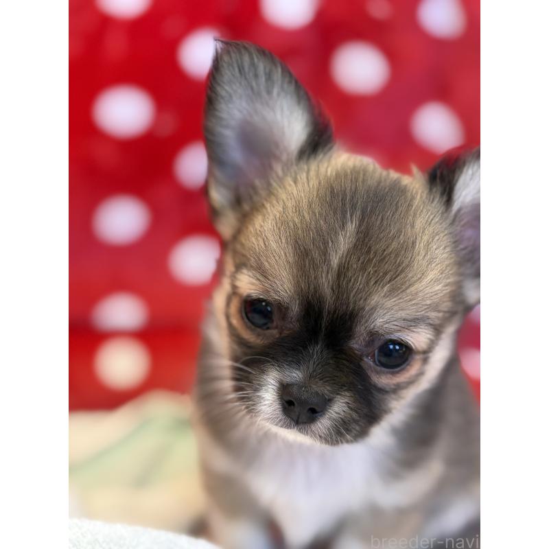 販売中の静岡県のチワワ(ロングコート)-430393の8枚目