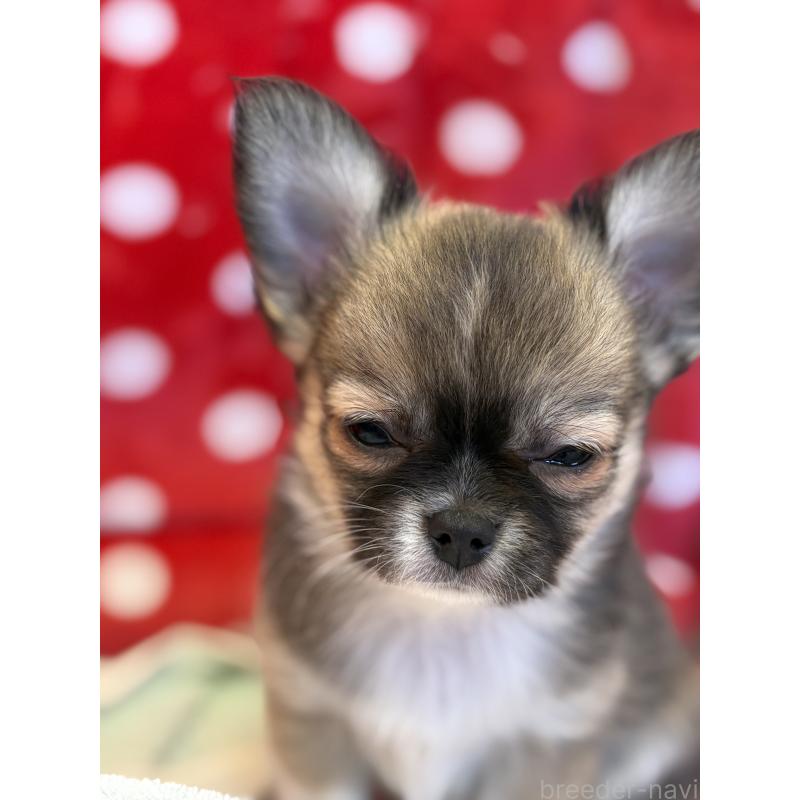 販売中の静岡県のチワワ(ロングコート)-430393の7枚目