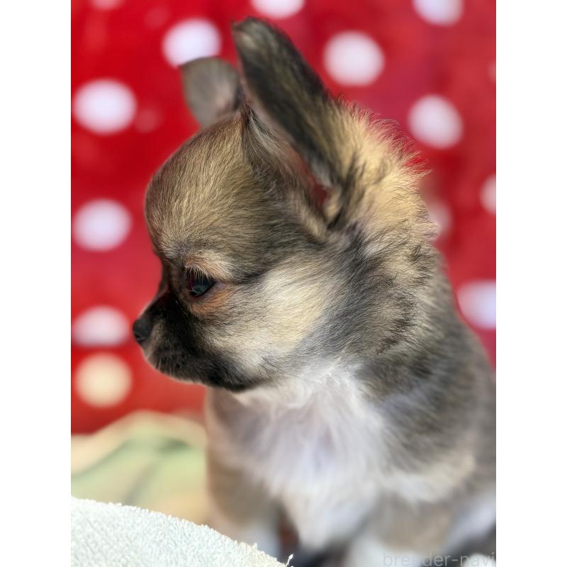 販売中の静岡県のチワワ(ロングコート)-430393の6枚目