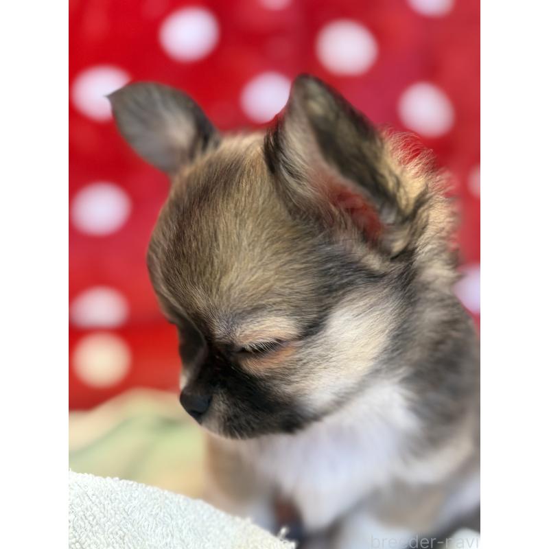 販売中の静岡県のチワワ(ロングコート)-430393の5枚目