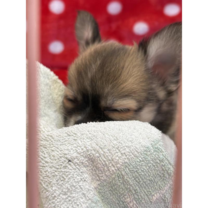 販売中の静岡県のチワワ(ロングコート)-430393の4枚目