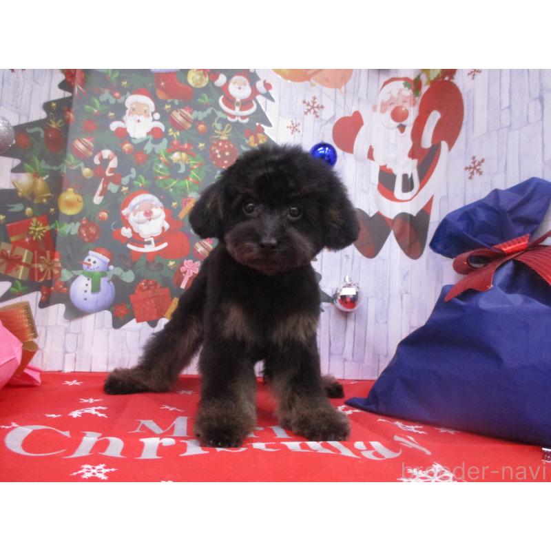 成約済の鳥取県のタイニープードル-420050の2枚目