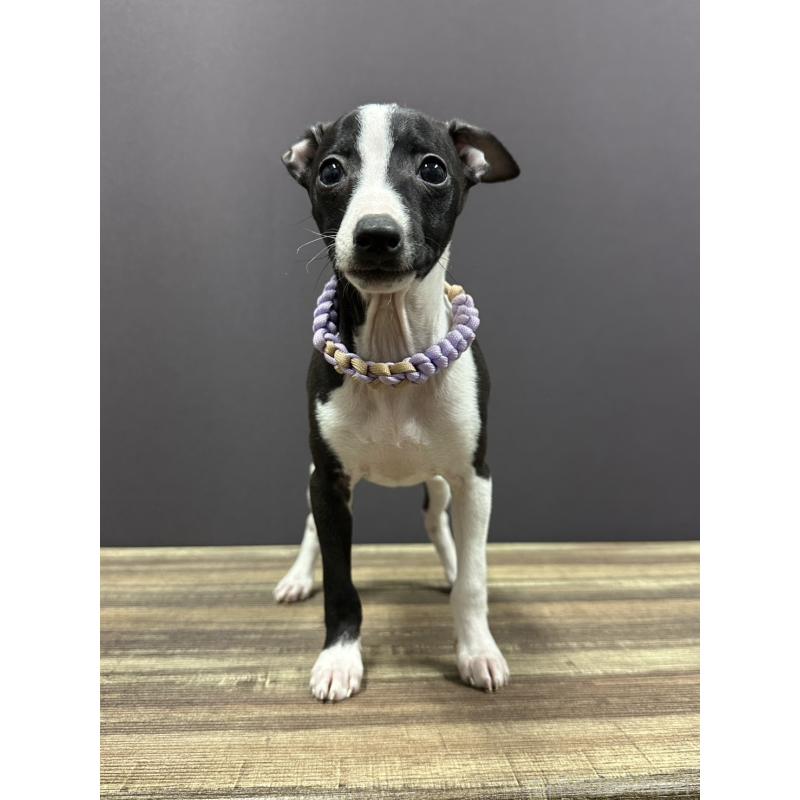 販売中の埼玉県のイタリアングレーハウンド(イタグレ)-430390の1枚目