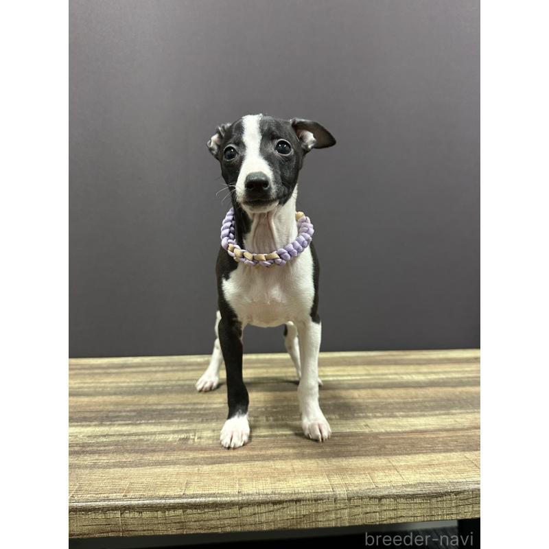 販売中の埼玉県のイタリアングレーハウンド(イタグレ)-430390の4枚目